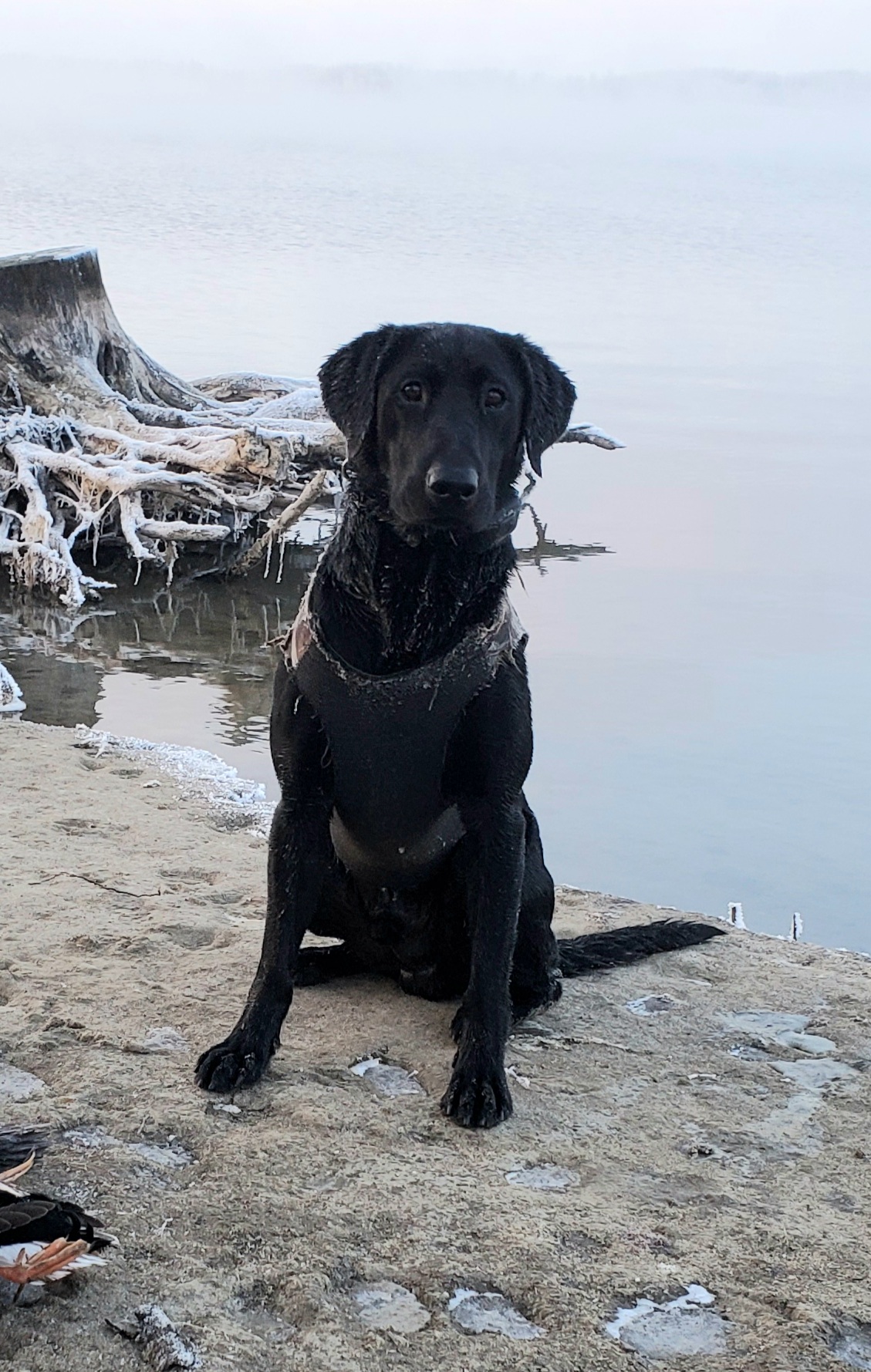 Clubmead's Best One Yet JH | Black Labrador Retriver