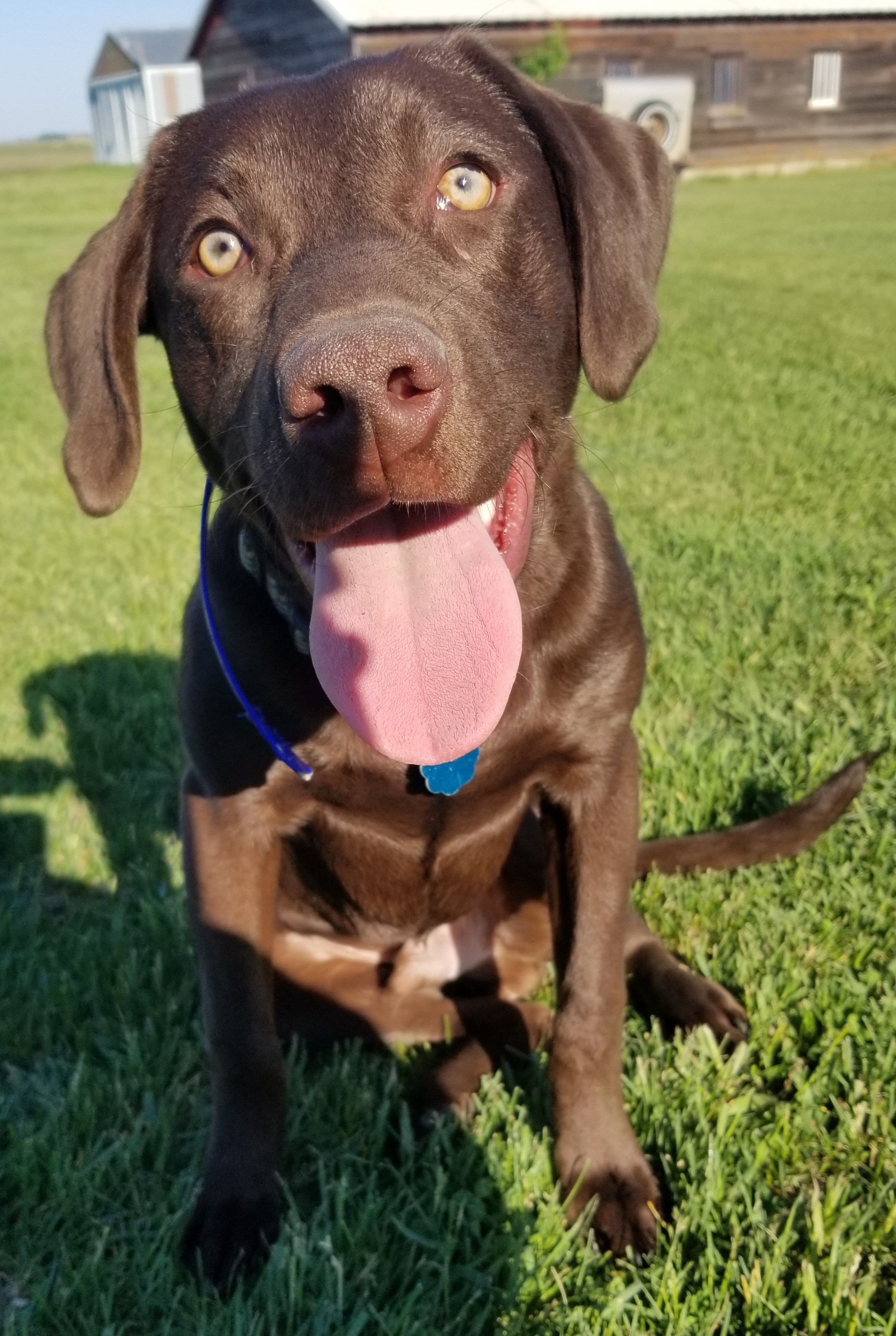 JSL If U Aint Crocin U Aint Rockin | Chocolate Labrador Retriver