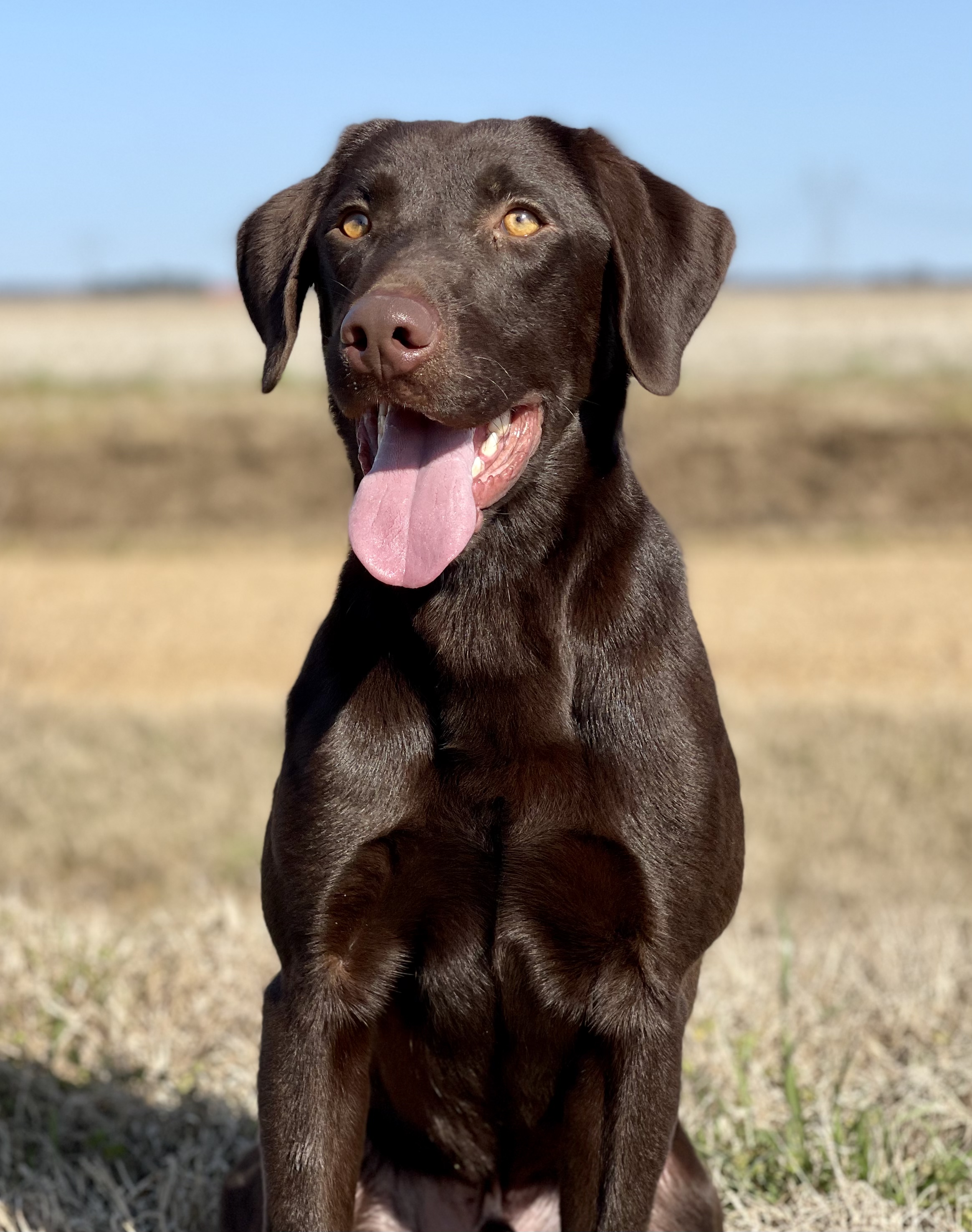 PCK's Texas Ranger Company “C"  Ridge | Chocolate Labrador Retriver