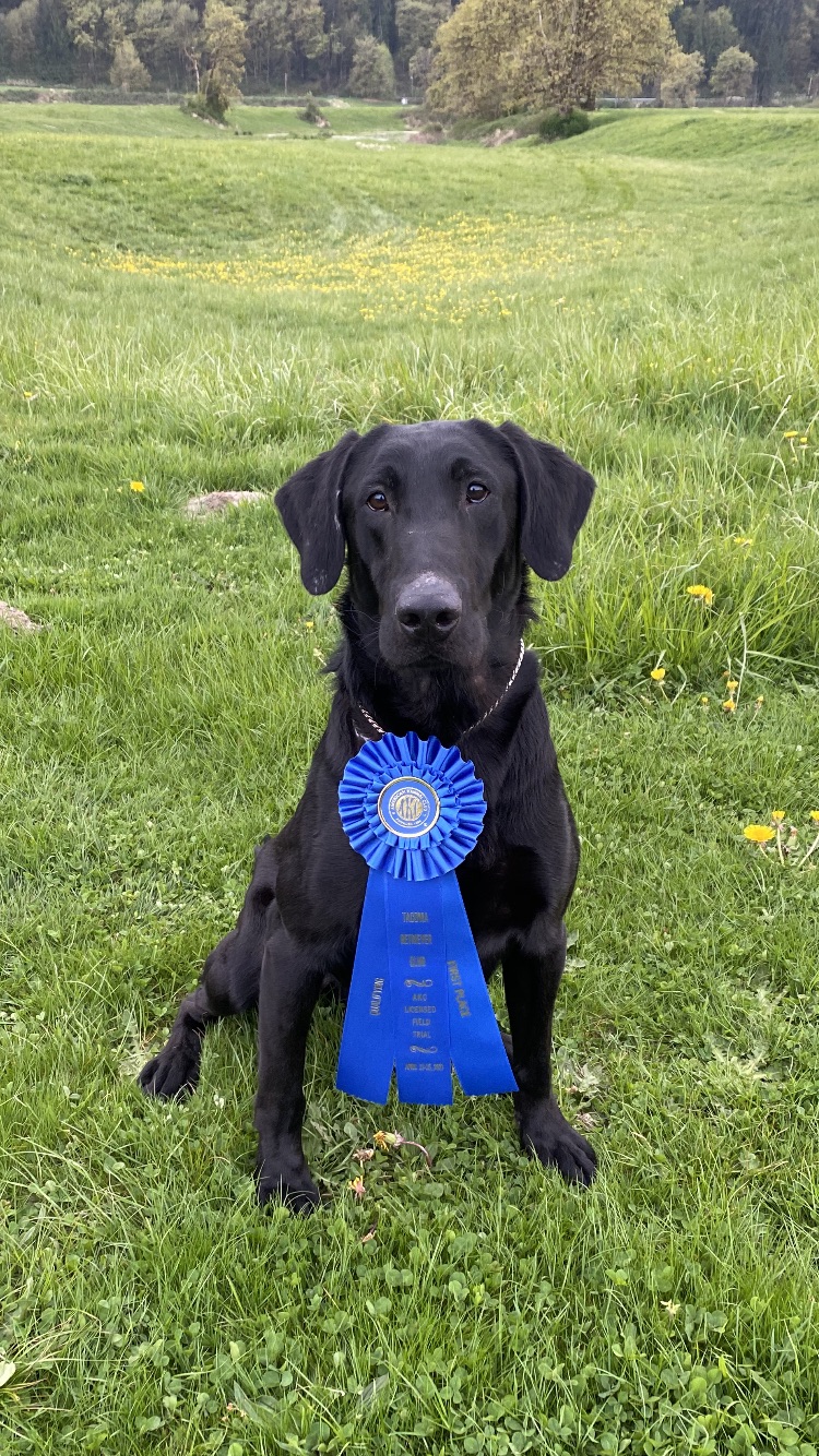 Top Line's Easy Rider   NDL,QA2 | Black Labrador Retriver