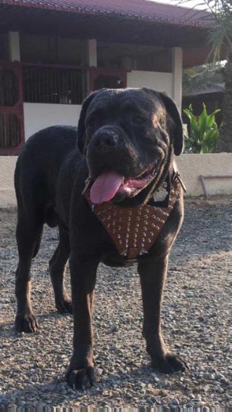 Vento E Tempesta Attila | Cane Corso 