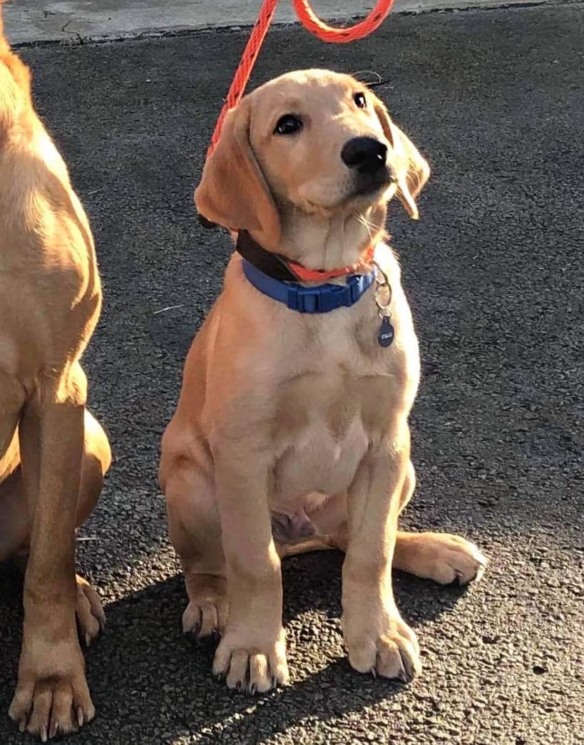 Maxximus Ardentis Embur | Yellow Labrador Retriver