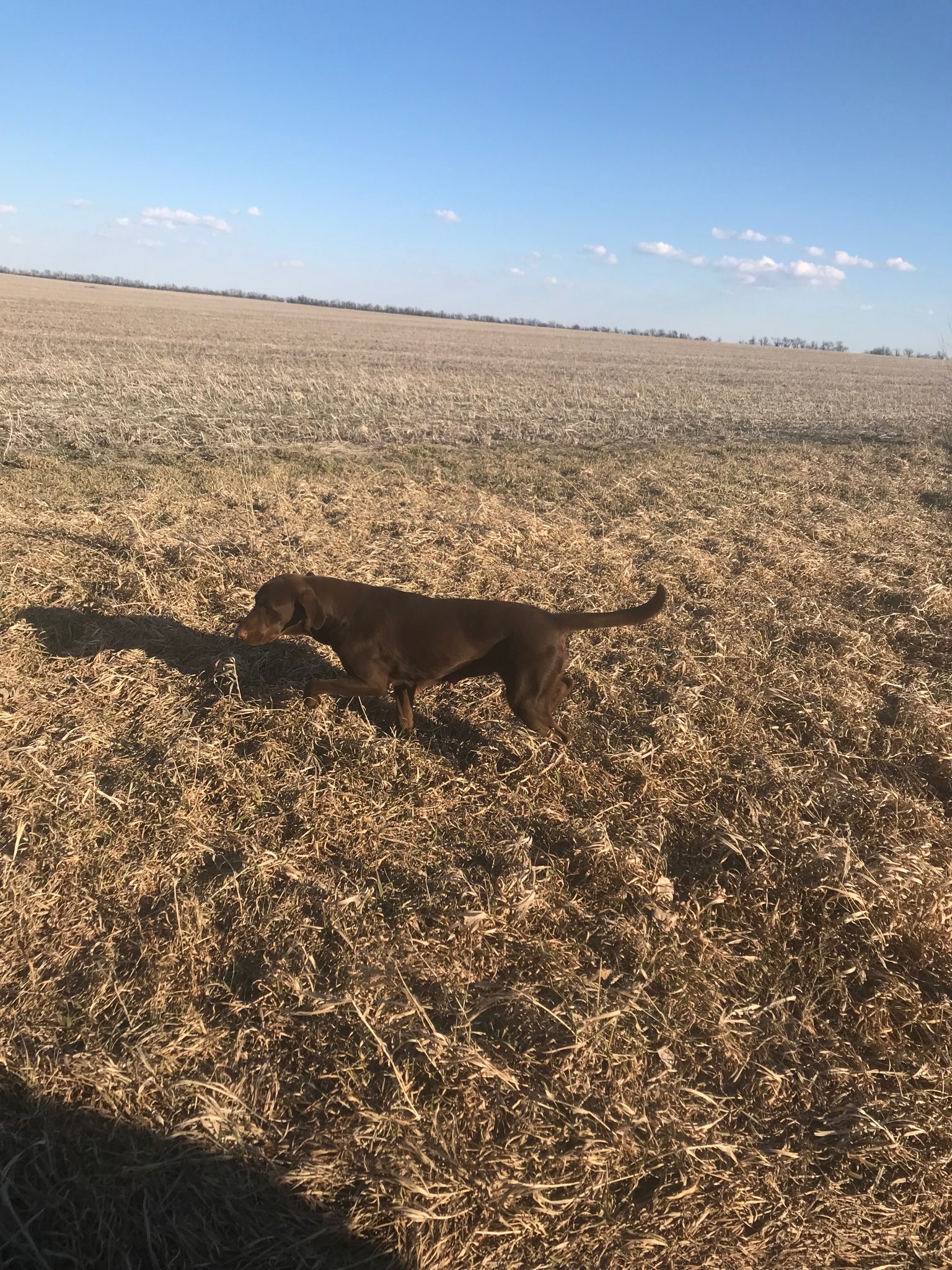 Btb Gus | Chocolate Labrador Retriver