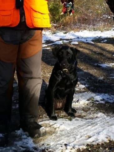 Tol's Dakota Kia | Black Labrador Retriver