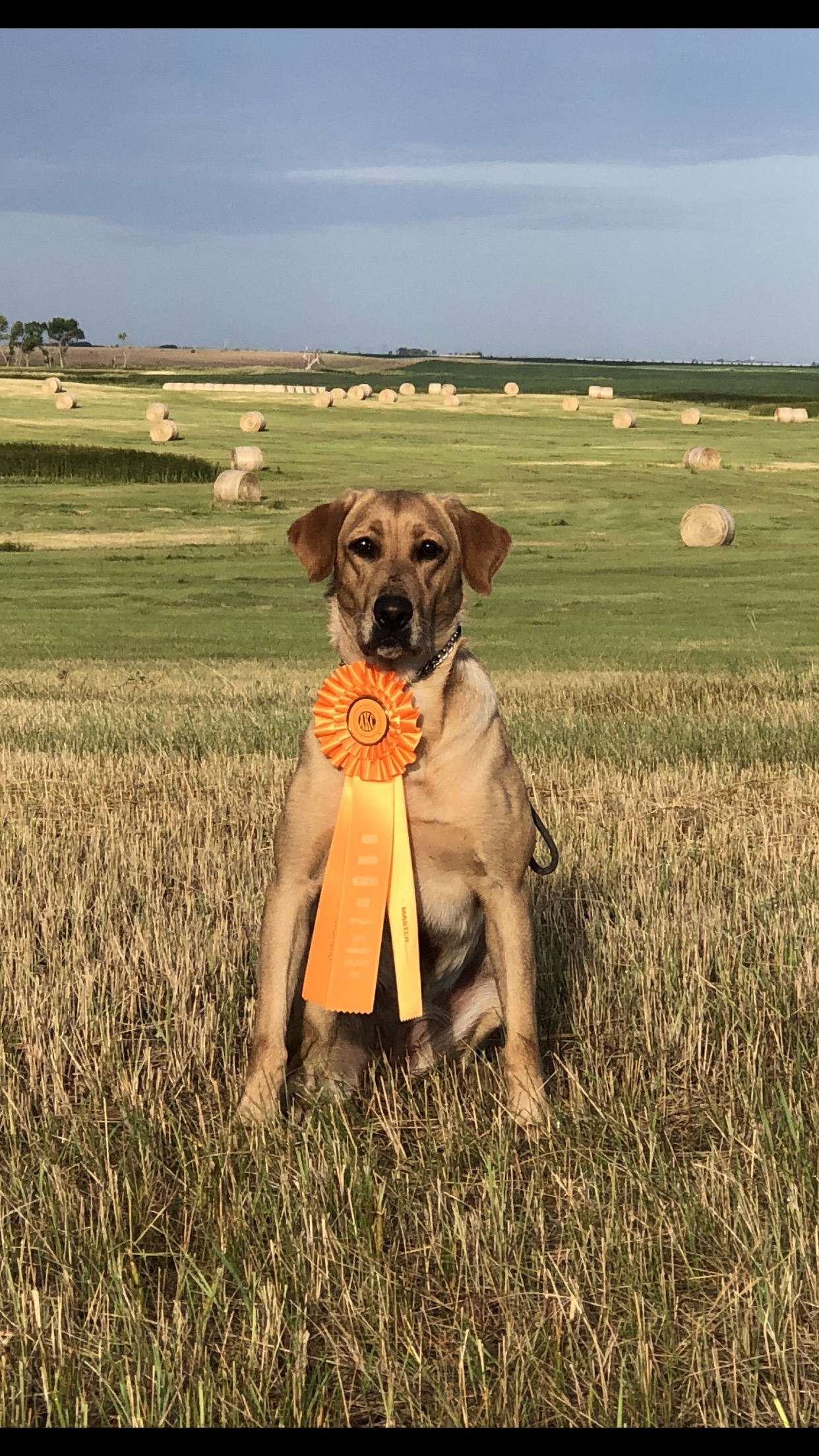 Tupelo Ridge’s Storms Never Last | Yellow Labrador Retriver