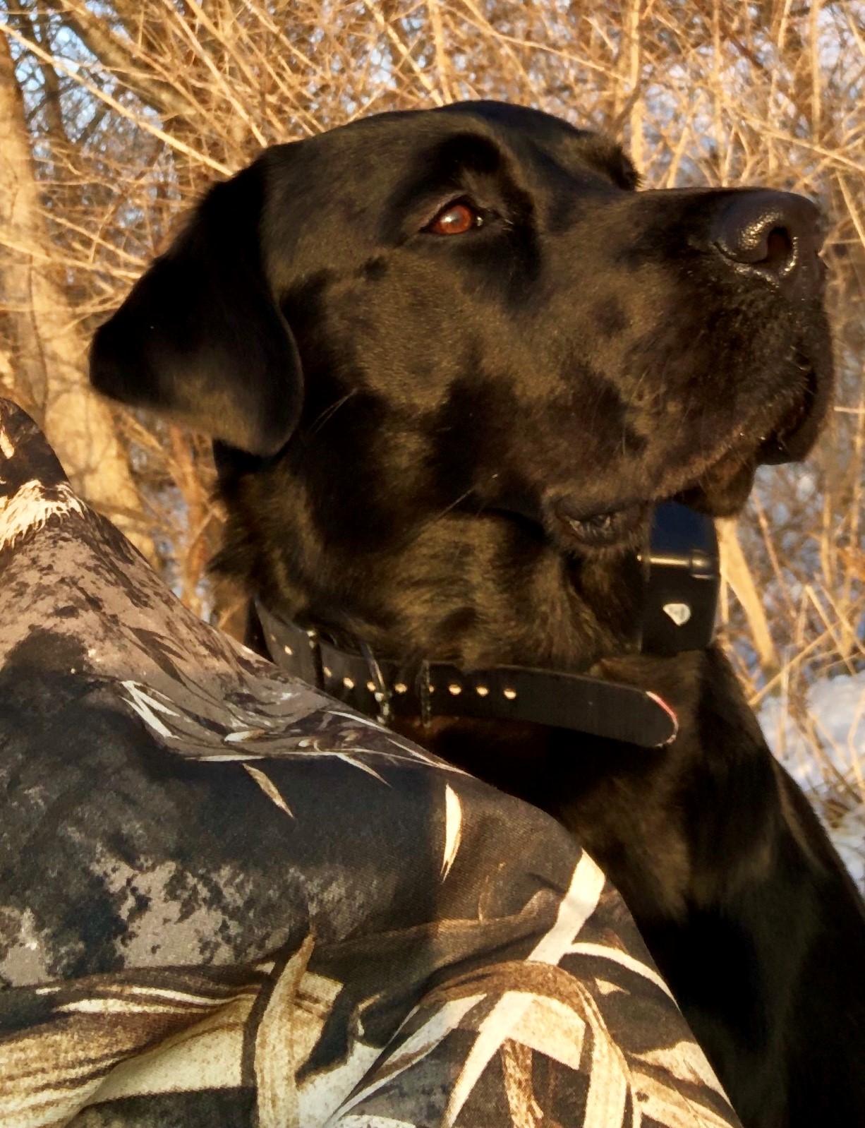 HRCH  Big Bear Adams | Black Labrador Retriver