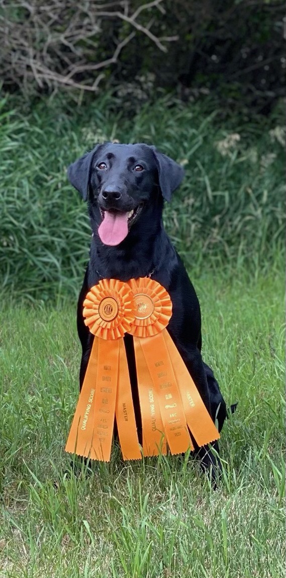 Island Lakes For Whom The Belle Tolls MH | Black Labrador Retriver