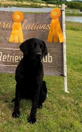 Tk1's leggo my Echo JH  CGC | Black Labrador Retriver