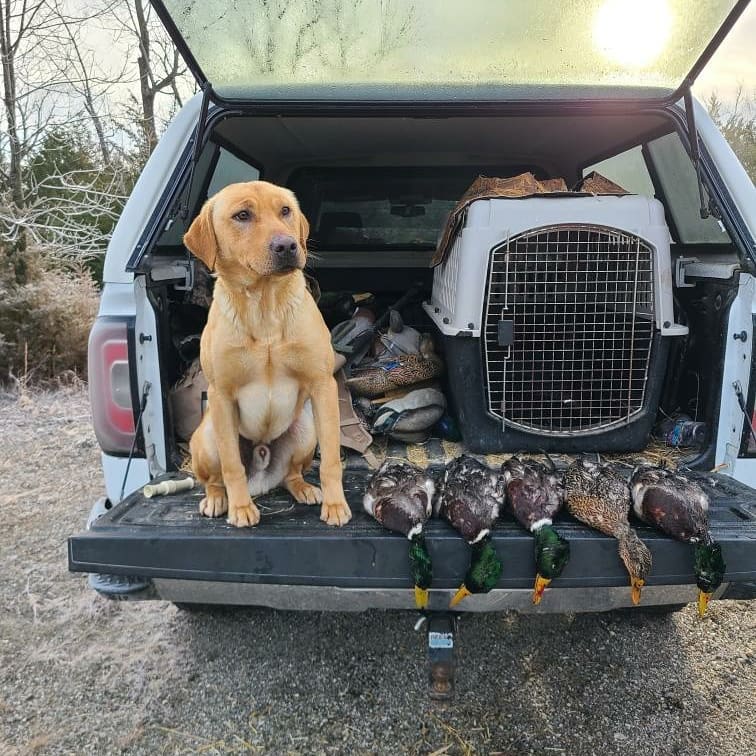 SWK's Spellcaster In Sin City JH | Yellow Labrador Retriver