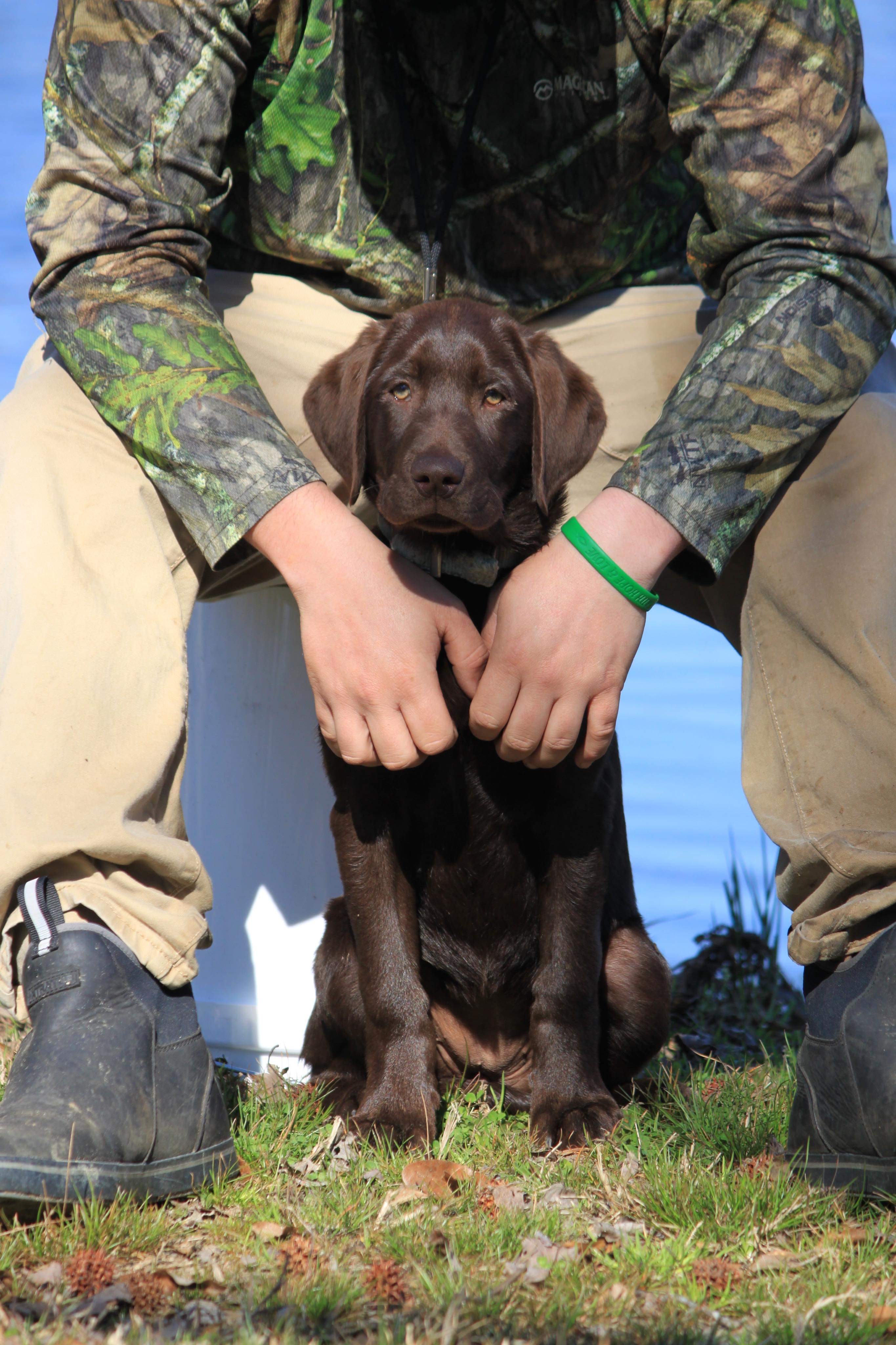 Horse Swamp's High Octane Jett Fuel | Chocolate Labrador Retriver