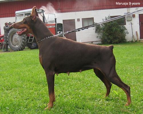 Smart Wood Hills Marusja | Brown Doberman Pinscher