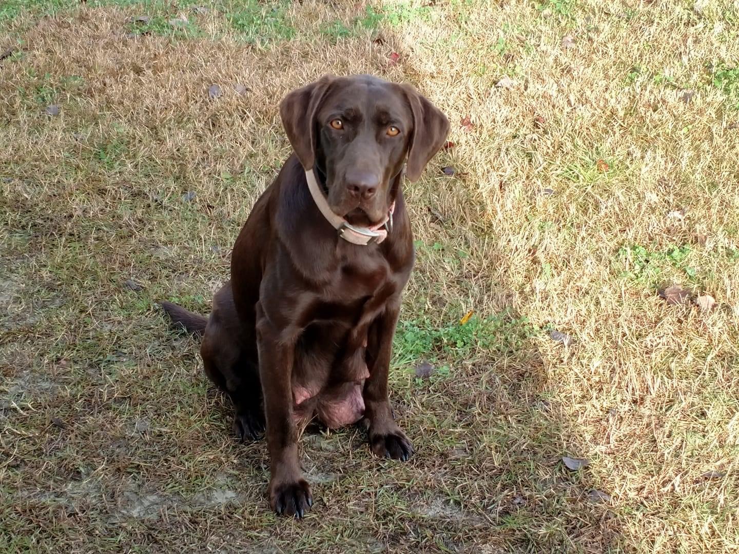 Mad Trapper's Lady Lucille | Chocolate Labrador Retriver