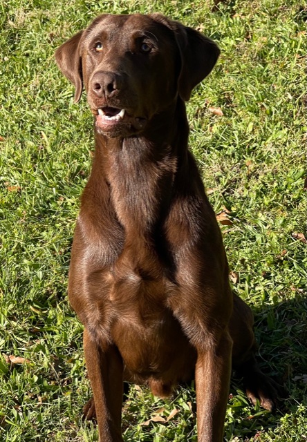 Sliding Creeks Son Of Zeus | Chocolate Labrador Retriver