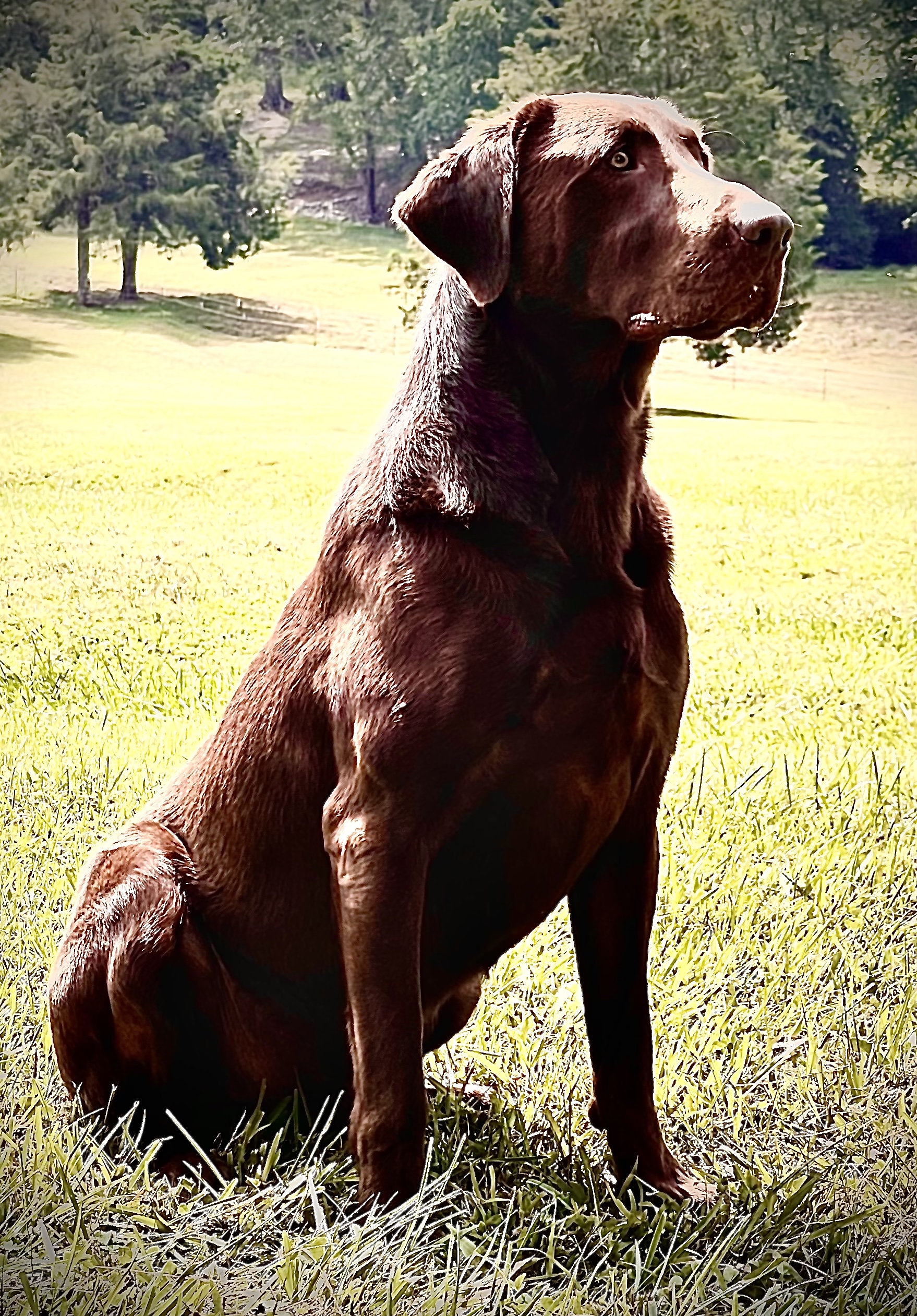 Sliding Creeks Son Of Zeus | Chocolate Labrador Retriver