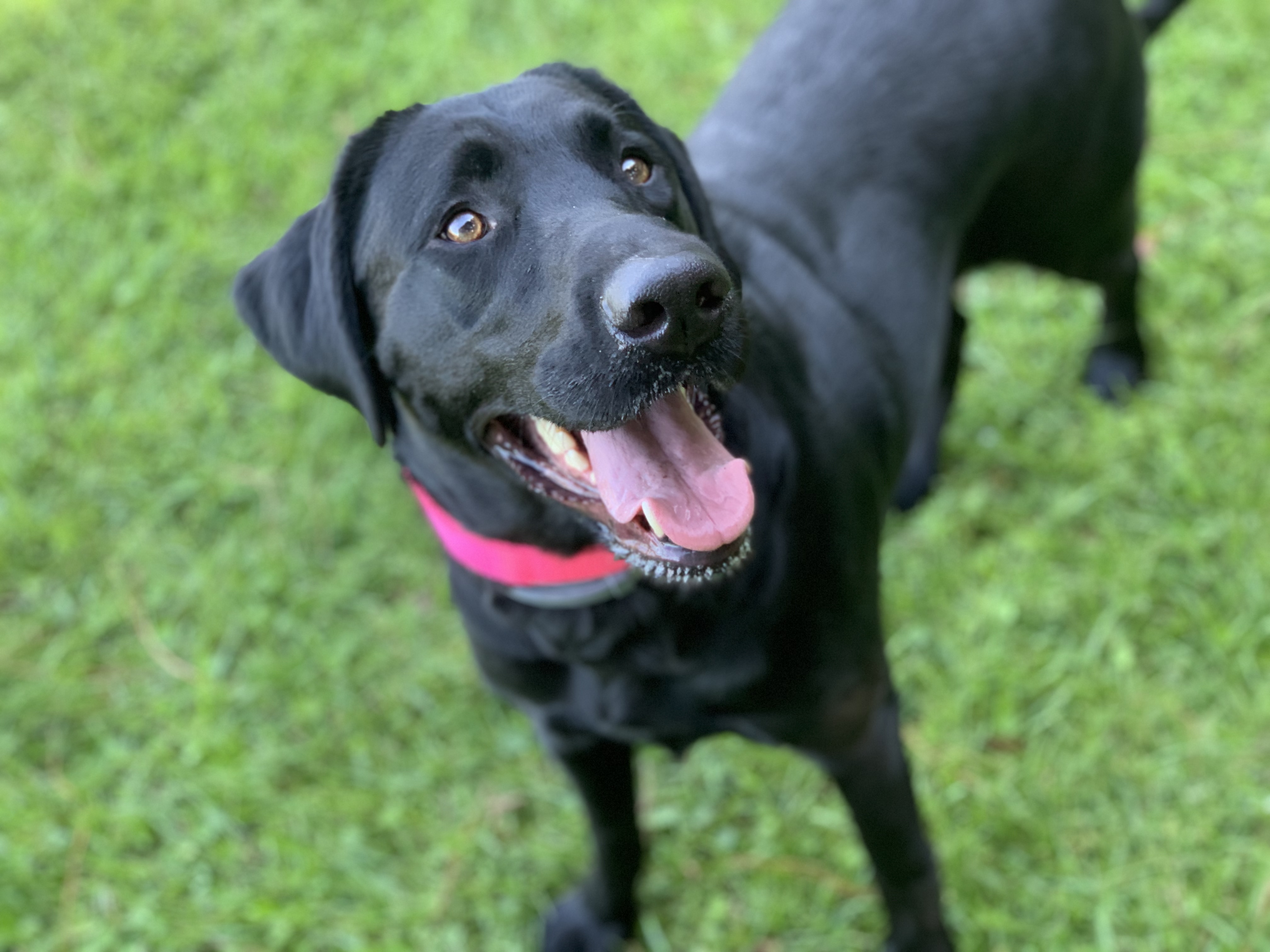 Black Skies Electra | Black Labrador Retriver