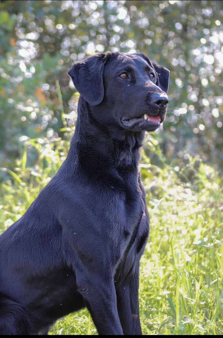 Woodcrest's Running On Empty SH | Black Labrador Retriver