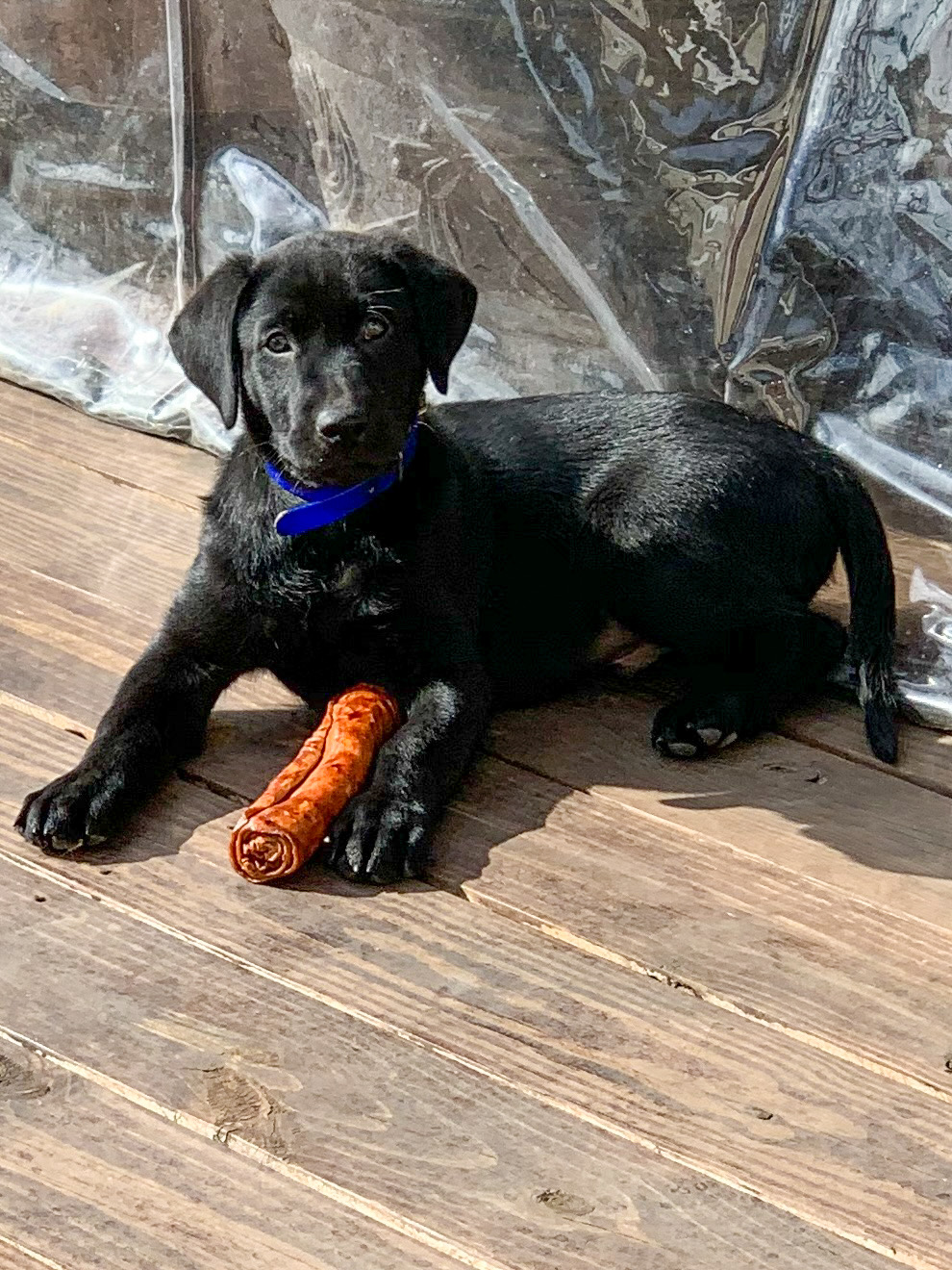 Y-Farms The Sultan Of Swat | Black Labrador Retriver