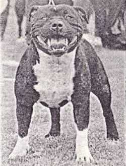 Crossguns Joe Garery | Staffordshire Bull Terrier 