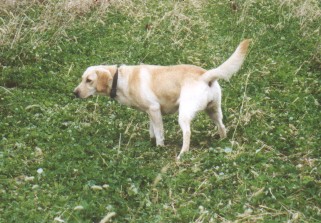 Radar's Dixie Made Her Point | Yellow Labrador Retriver