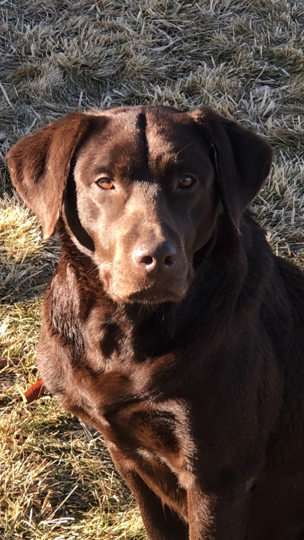 HRCH Kirk's Wild Willow MH | Chocolate Labrador Retriver