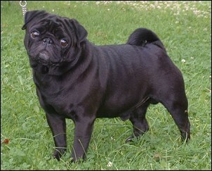 Bjornhovs black bohmba pug | Pug 