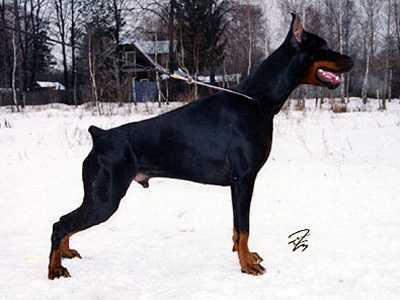 Tigr iz Slavnoi Stai | Black Doberman Pinscher