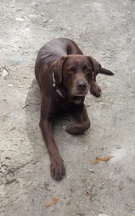 David Dry Foot Johosofat | Chocolate Labrador Retriver