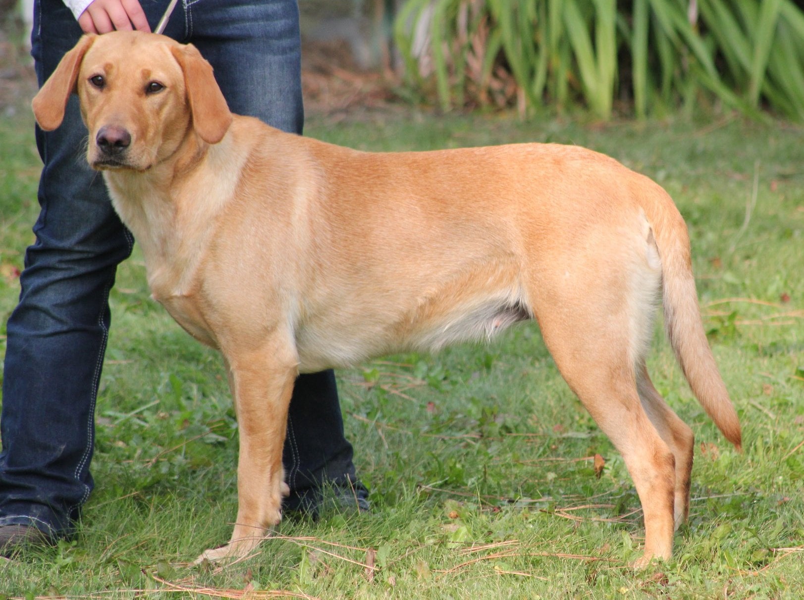 Tater's Creekside Fidget Girl | Yellow Labrador Retriver