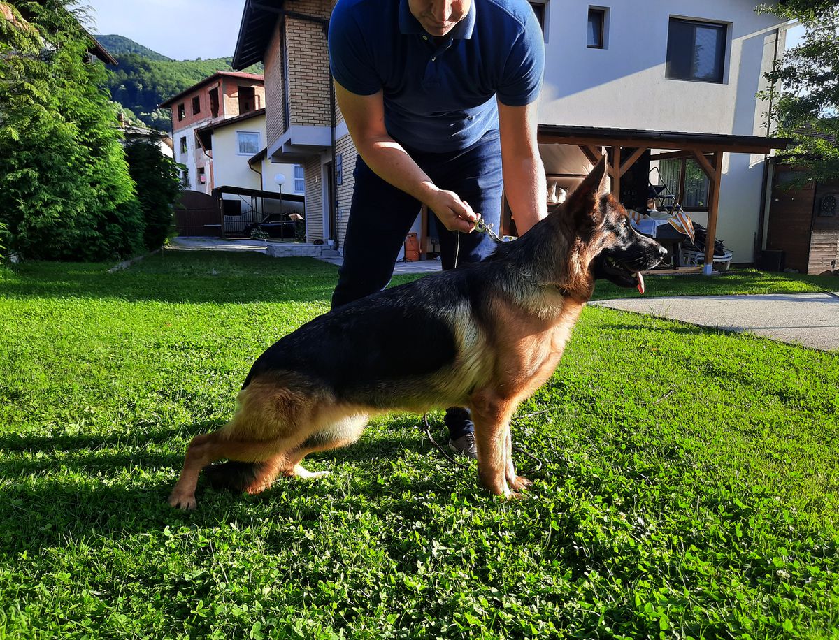 Yuma von Farhantal | German Shepherd Dog 