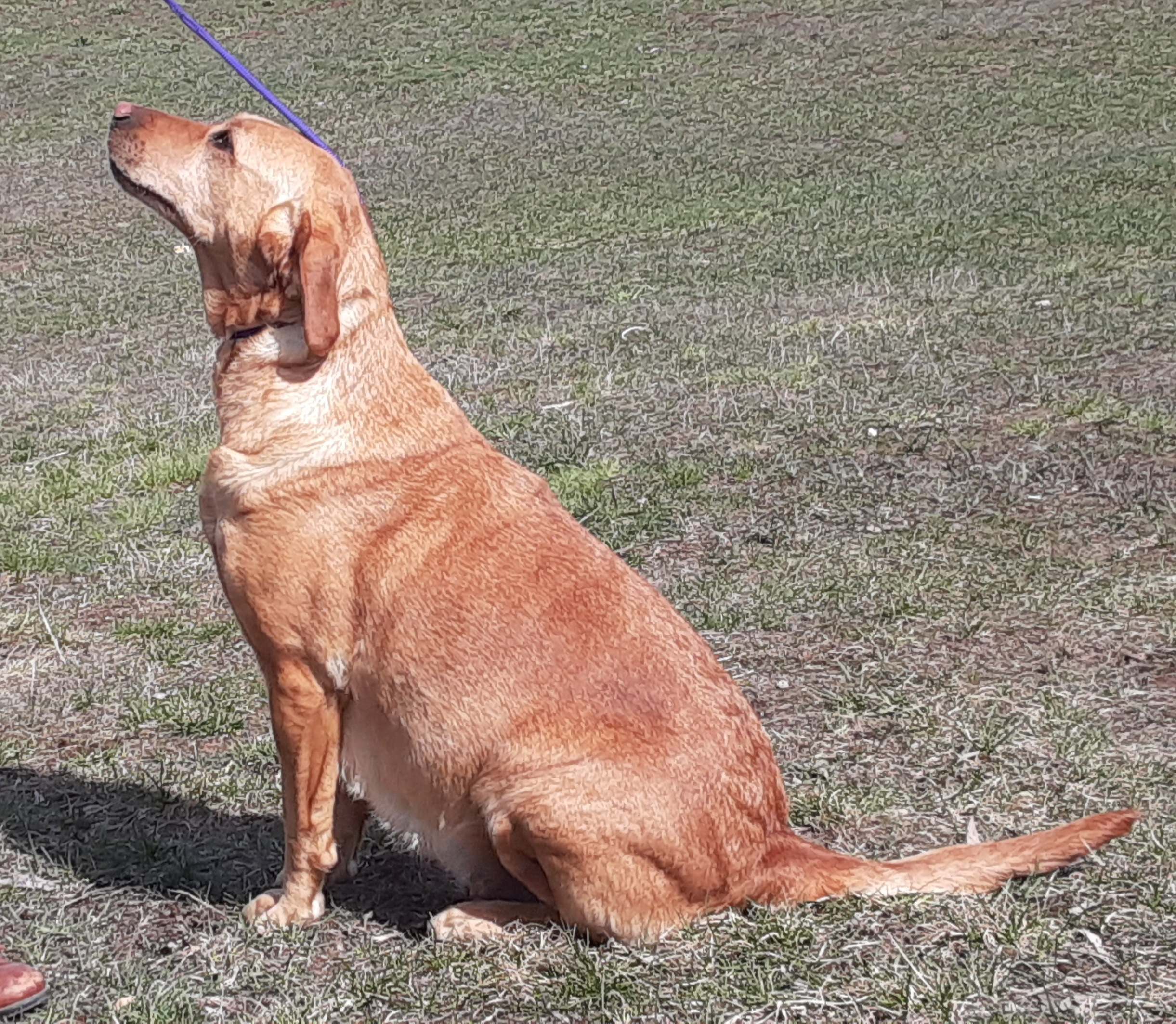 Tater's Annie Fannie On The Creekside | Yellow Labrador Retriver