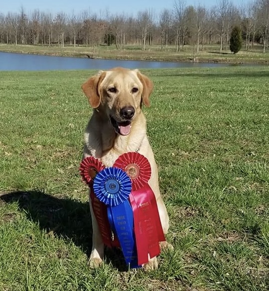 Tall Oaks Daring Nikki QA2 NDL | Yellow Labrador Retriver