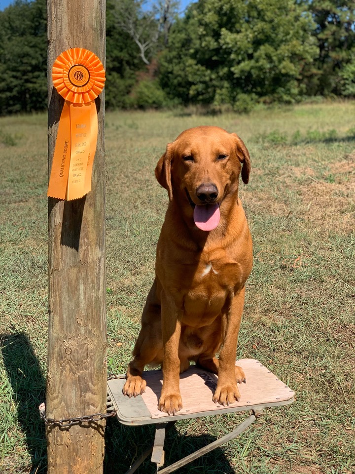 HRCH  Troopers Lil’ Red Legacy MH | Yellow Labrador Retriver