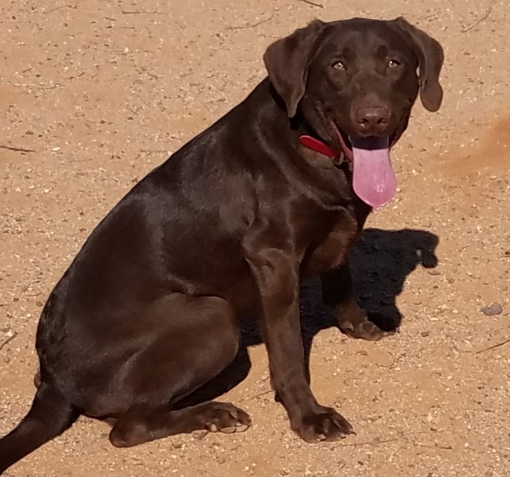 Glencoe's Ballachulish Belle | Chocolate Labrador Retriver