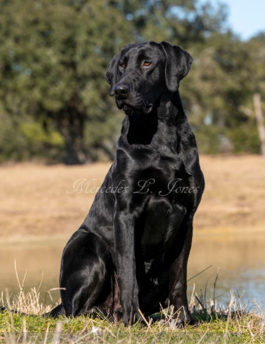 Seaside's Broadway Jeaux | Black Labrador Retriver