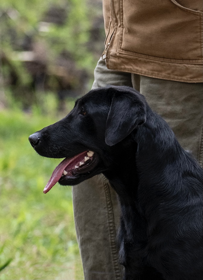 Fairwinds Good Golly Miss Molly | Black Labrador Retriver