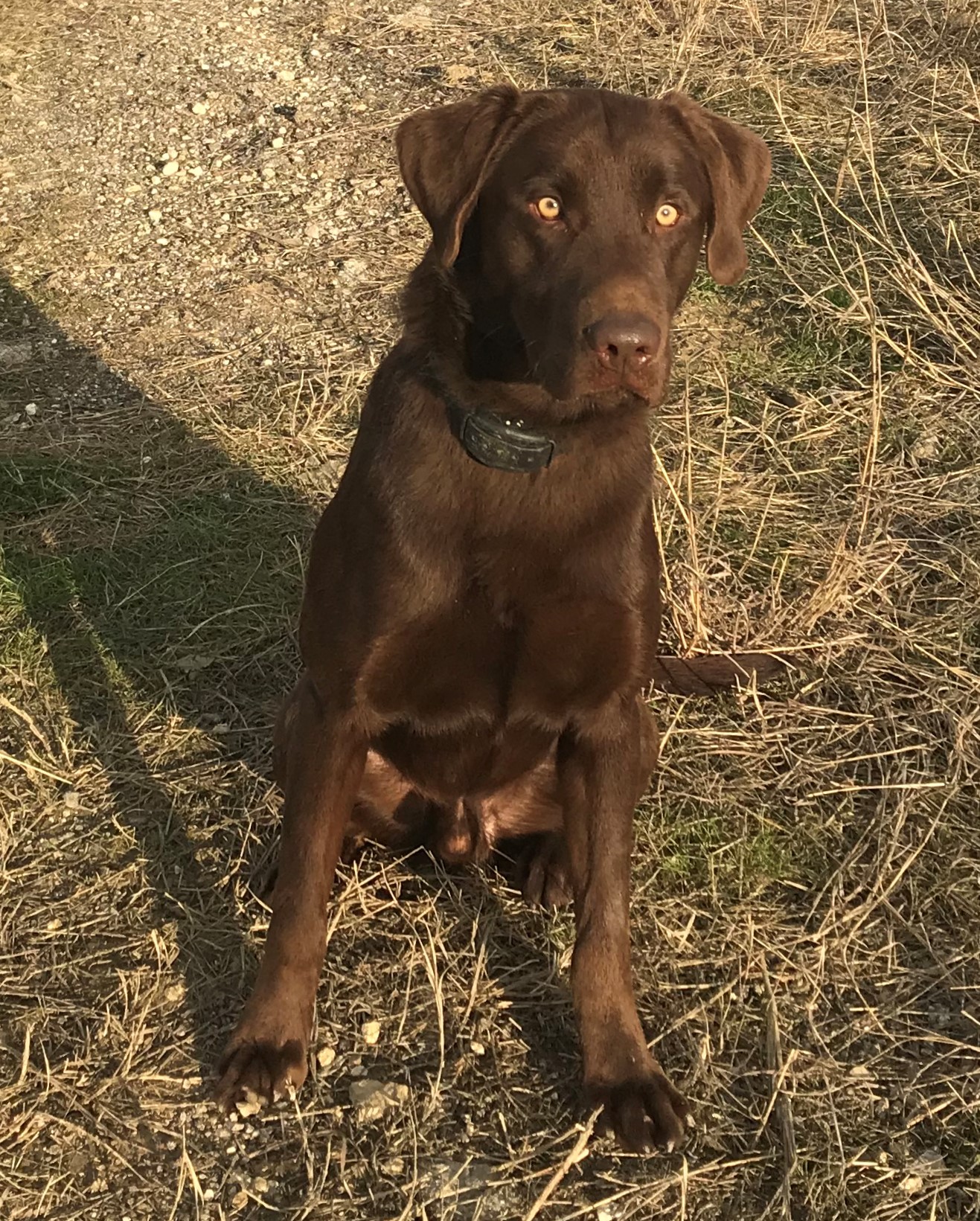 OGF War Chief | Chocolate Labrador Retriver