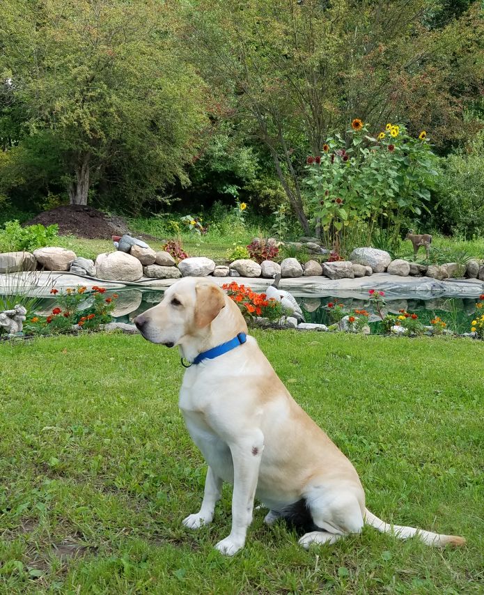 Trinity's Chancellor of Love | Yellow Labrador Retriver