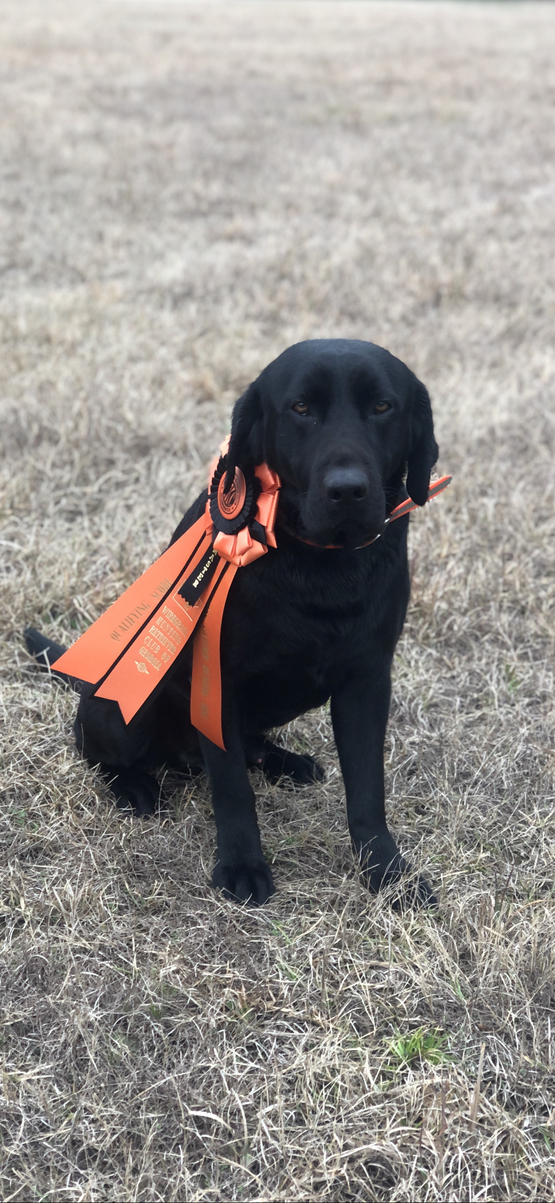 Greene's "Otis" Of Mayberry MH | Black Labrador Retriver