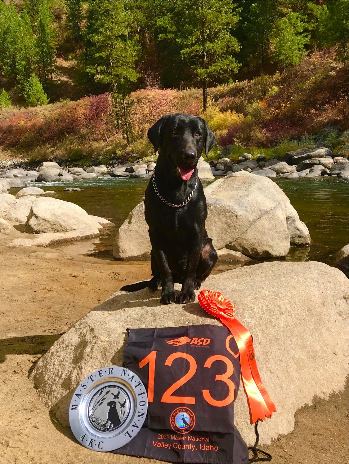 Greene's "Otis" Of Mayberry MH | Black Labrador Retriver