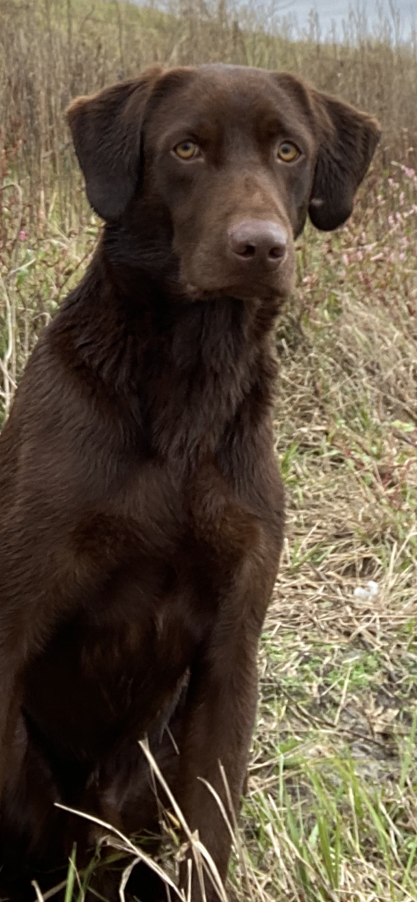 HR Rce Party On The River With Choco | Chocolate Labrador Retriver