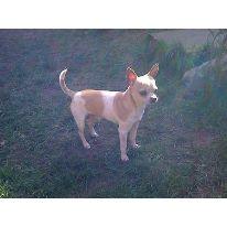 Cresta Valentino | Chihuahua 