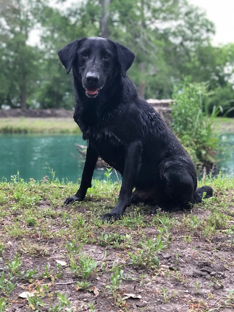 HRCH Chief Aparicio | Black Labrador Retriver