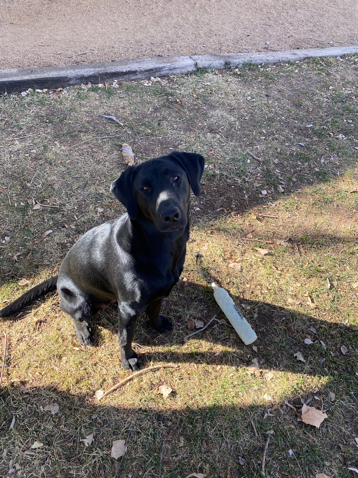 Tatanka Bluffs Dixie | Black Labrador Retriver