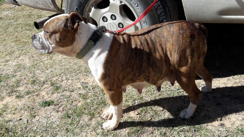 Princess Phillips | Olde English Bulldogge 