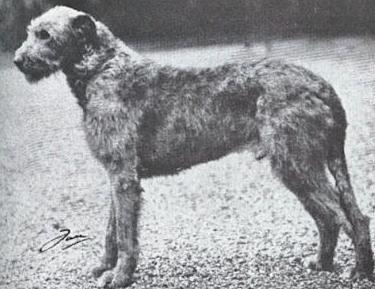 Clonboy of Ouborough | Irish Wolfhound 