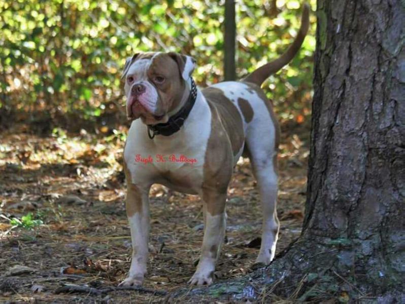 Triple K's Red | American Bulldog 