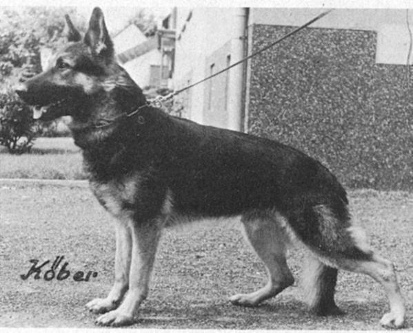 Golf von der Bimsgrube | German Shepherd Dog 