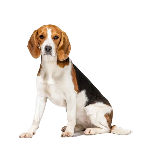 Beagle