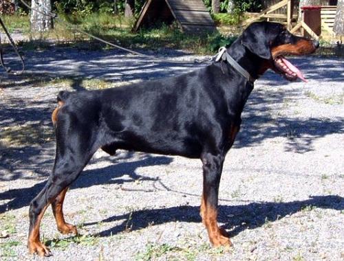 Toscanina's Monsieur Mozart | Black Doberman Pinscher