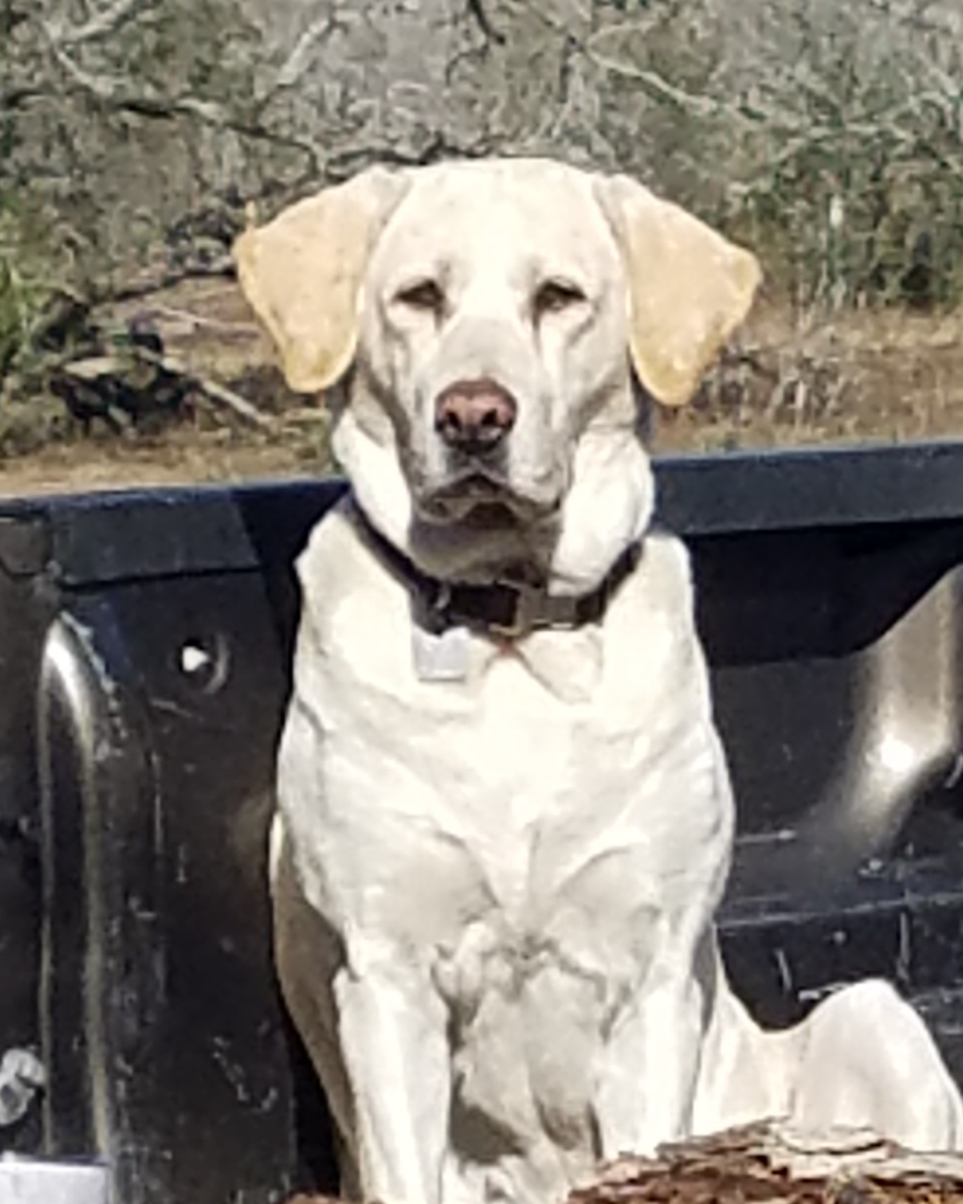 Miss Skeet Citori | Yellow Labrador Retriver